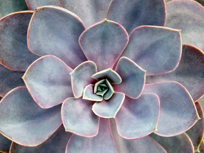 Echeveria gibbiflora - CALVENDO Foto-Puzzle - calvendoverlag 29.99