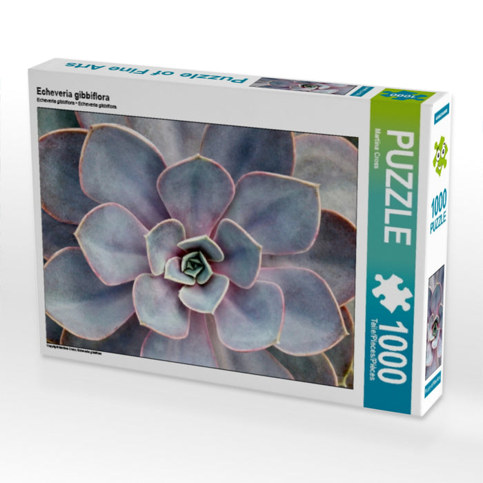 Echeveria gibbiflora - CALVENDO Foto-Puzzle - calvendoverlag 29.99