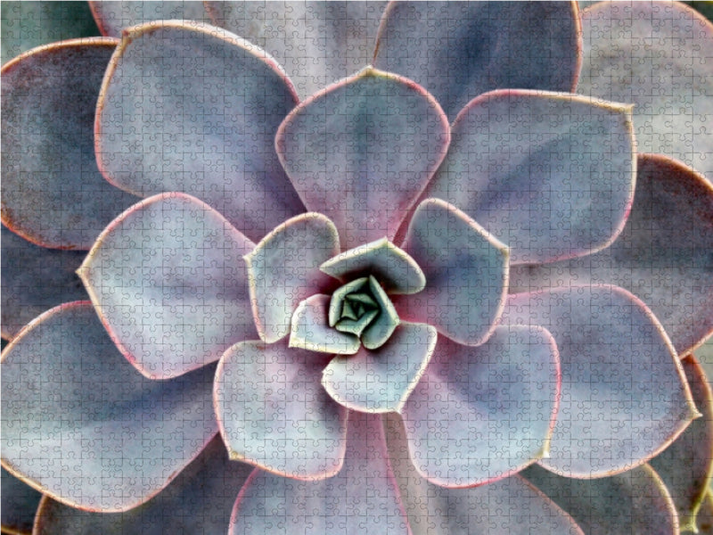 Echeveria gibbiflora - CALVENDO Foto-Puzzle - calvendoverlag 29.99