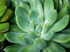 Echeveria scheideckeri - CALVENDO Foto-Puzzle - calvendoverlag 29.99