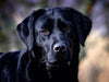 Labrador Retriever - Treue Begleiter - CALVENDO Foto-Puzzle - calvendoverlag 29.99