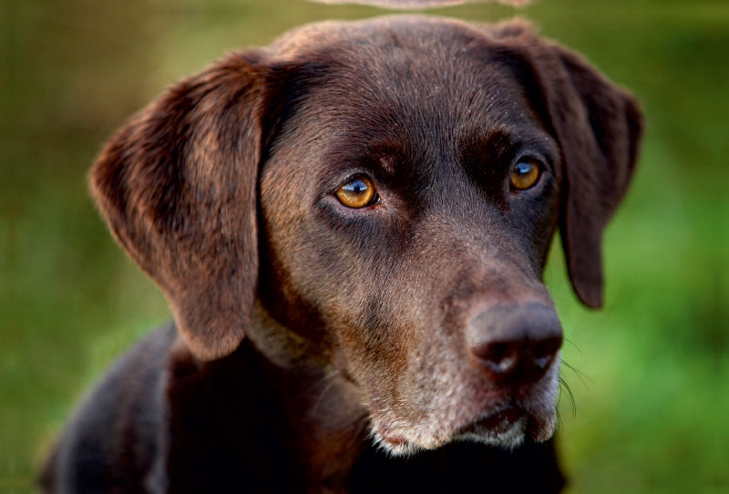 Premium Textil-Leinwand Premium Textil-Leinwand 120 cm x 80 cm quer Labrador Retriever - Treue Begleiter