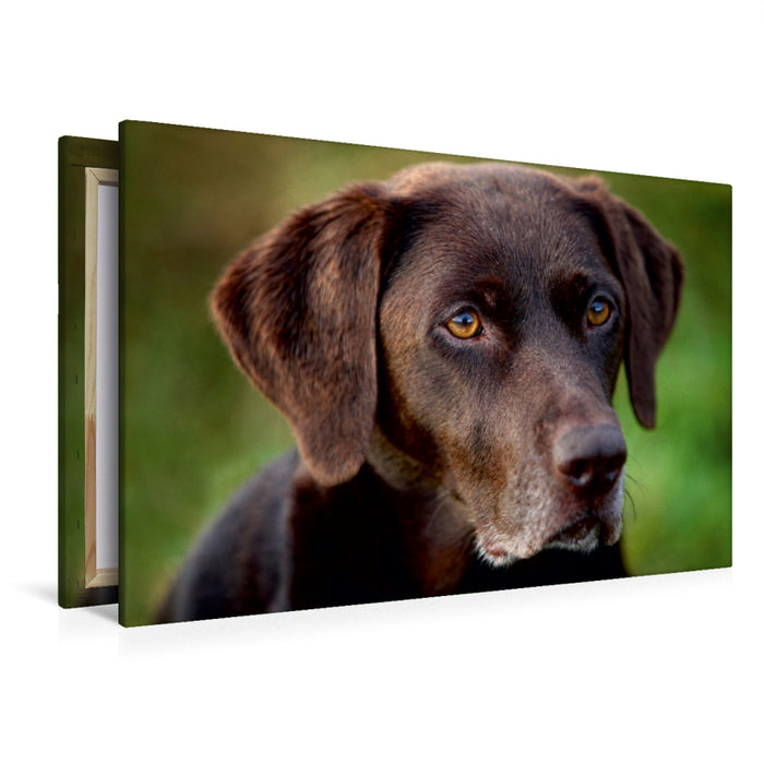 Premium Textil-Leinwand Premium Textil-Leinwand 120 cm x 80 cm quer Labrador Retriever - Treue Begleiter