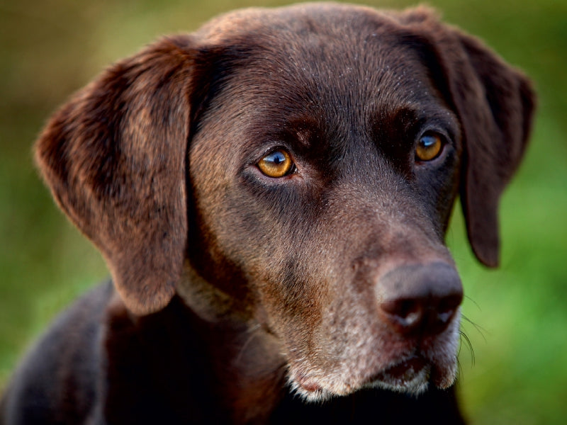 Labrador Retriever - Treue Begleiter - CALVENDO Foto-Puzzle - calvendoverlag 29.99