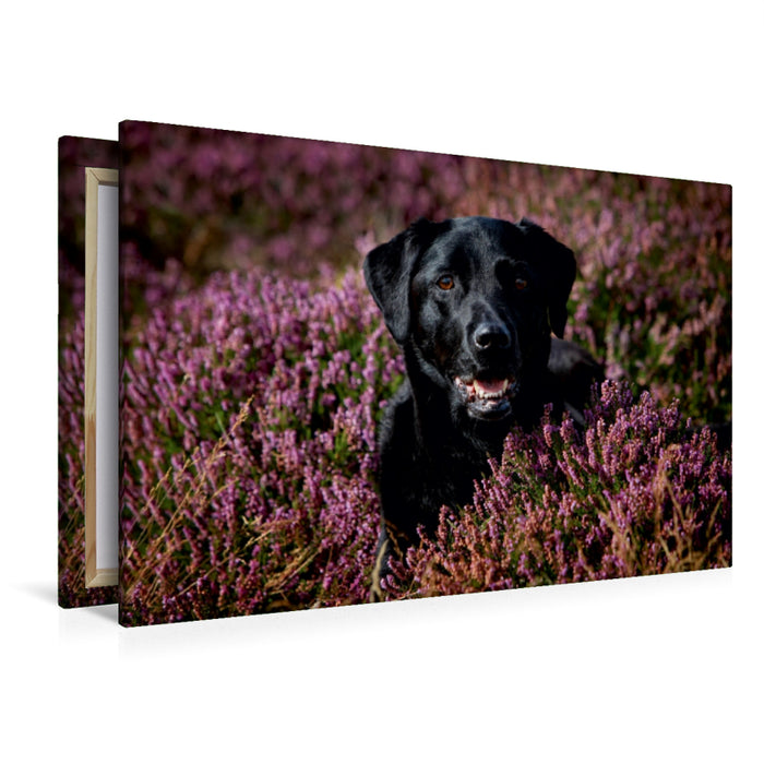 Premium Textil-Leinwand Premium Textil-Leinwand 120 cm x 80 cm quer Labrador Retriever - Treue Begleiter