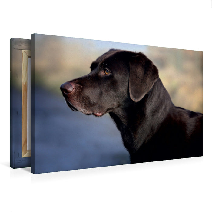 Premium Textil-Leinwand Premium Textil-Leinwand 75 cm x 50 cm quer Labrador Retriever - Treue Begleiter