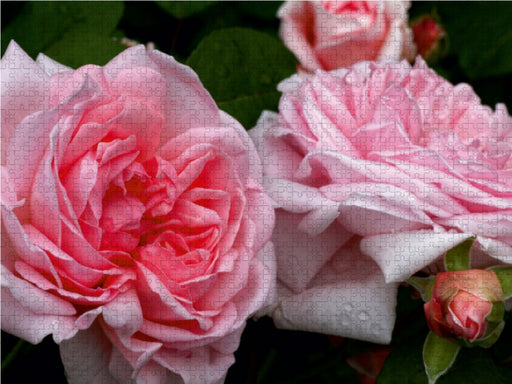 Englische Rose in Rosa - CALVENDO Foto-Puzzle - calvendoverlag 29.99