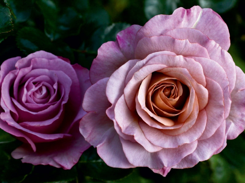 Wunderschöne Rosen - CALVENDO Foto-Puzzle - calvendoverlag 29.99