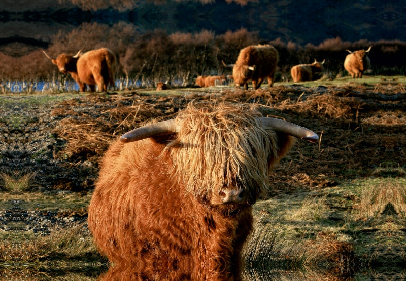 Toile textile haut de gamme Toile textile haut de gamme 45 cm x 30 cm paysage bovins des Highlands écossais 
