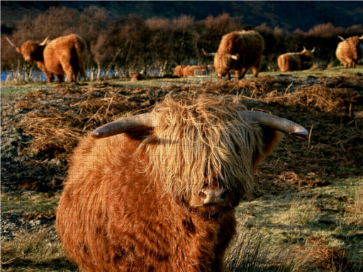 Schottisches Hochland Rind - CALVENDO Foto-Puzzle - calvendoverlag 29.99