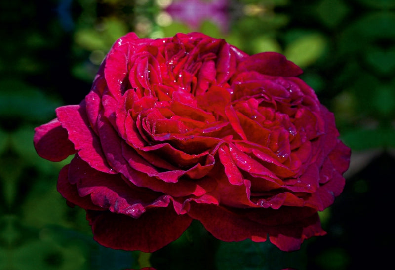 Toile textile premium Toile textile premium 75 cm x 50 cm paysage rose anglaise dans le jardin 