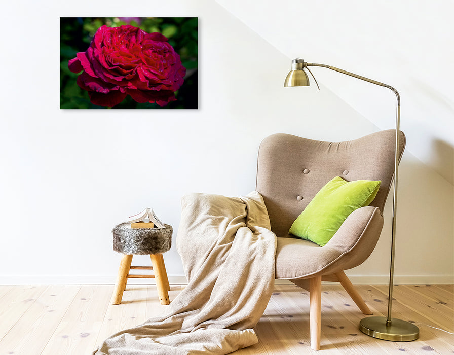 Premium Textil-Leinwand Premium Textil-Leinwand 75 cm x 50 cm quer Englische Rose im Garten