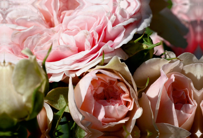 Premium Textil-Leinwand Premium Textil-Leinwand 90 cm x 60 cm quer Die Rose - Königin der Blumen