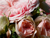 Die Rose - Königin der Blumen - CALVENDO Foto-Puzzle - calvendoverlag 29.99
