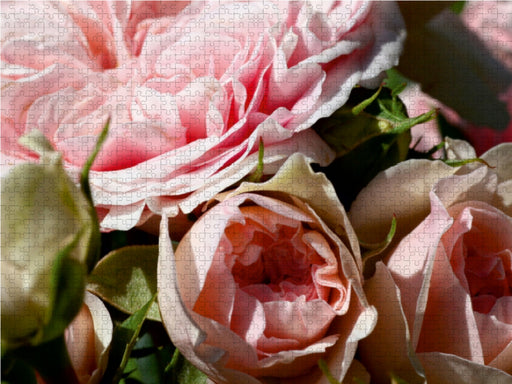 Die Rose - Königin der Blumen - CALVENDO Foto-Puzzle - calvendoverlag 29.99