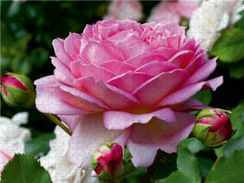 Englische Rosen im Garten - CALVENDO Foto-Puzzle - calvendoverlag 29.99