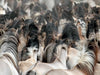 Dülmener Wildpferde - Gefährdete Nutztierrasse - CALVENDO Foto-Puzzle - calvendoverlag 29.99