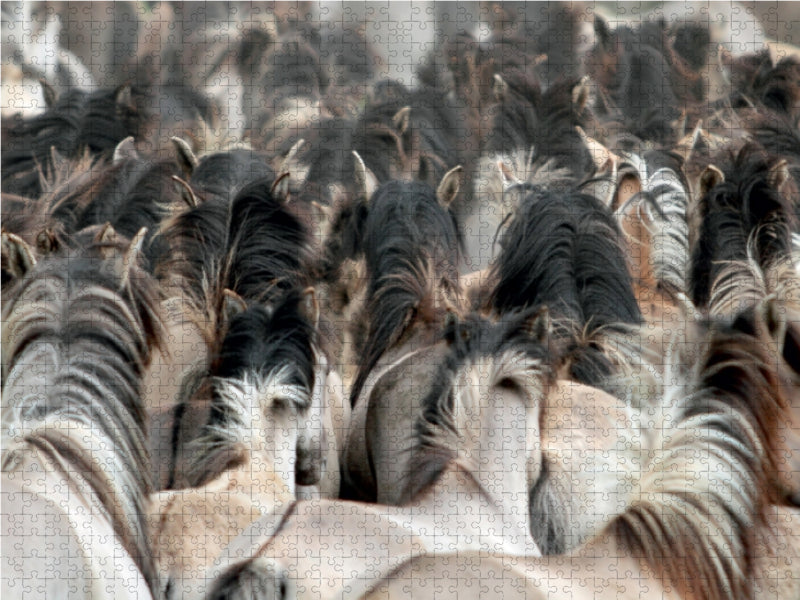 Dülmener Wildpferde - Gefährdete Nutztierrasse - CALVENDO Foto-Puzzle - calvendoverlag 29.99