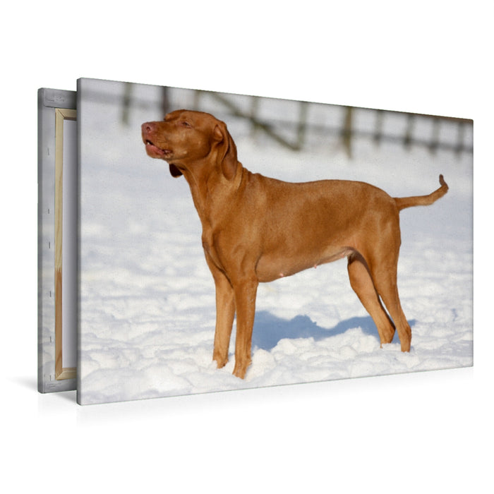 Premium Textil-Leinwand Premium Textil-Leinwand 120 cm x 80 cm quer Magyar Vizsla -  Wintermotiv