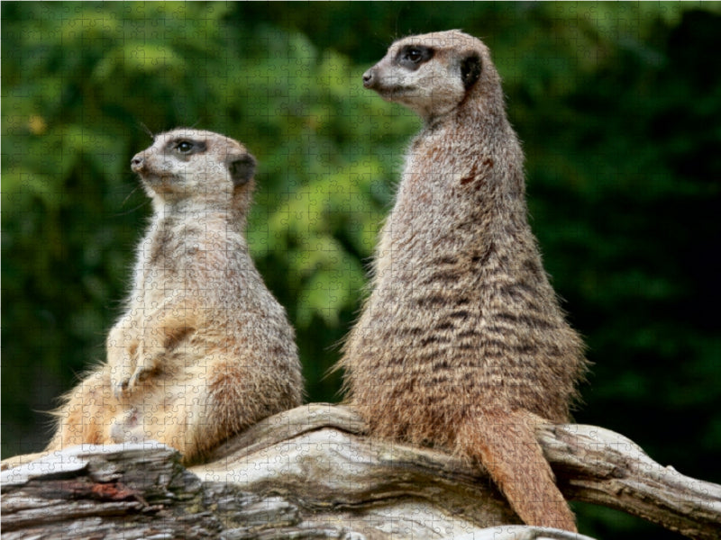 Zwei kleine Wachposten - CALVENDO Foto-Puzzle - calvendoverlag 29.99