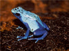 Blauer Baumsteigerfrosch - CALVENDO Foto-Puzzle - calvendoverlag 29.99