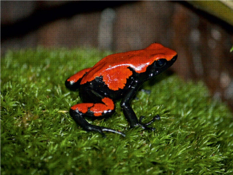 Erdbeerfröschchen - CALVENDO Foto-Puzzle - calvendoverlag 29.99