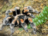 Vogelspinnen (Theraphosidae) - CALVENDO Foto-Puzzle - calvendoverlag 29.99