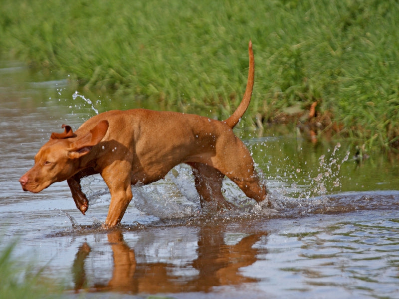 Jagdhund Magyar Vizsla - CALVENDO Foto-Puzzle - calvendoverlag 29.99