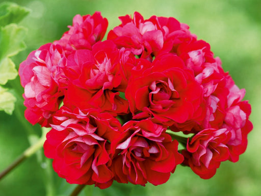 Pelargonien Zauber - Pelargonium Pink Rambler - CALVENDO Foto-Puzzle - calvendoverlag 29.99