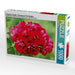 Pelargonien Zauber - Pelargonium Pink Rambler - CALVENDO Foto-Puzzle - calvendoverlag 29.99