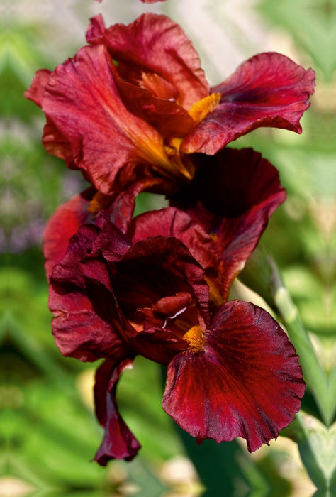 Premium Textil-Leinwand Premium Textil-Leinwand 80 cm x 120 cm  hoch Traumhafte Iris Blüten
