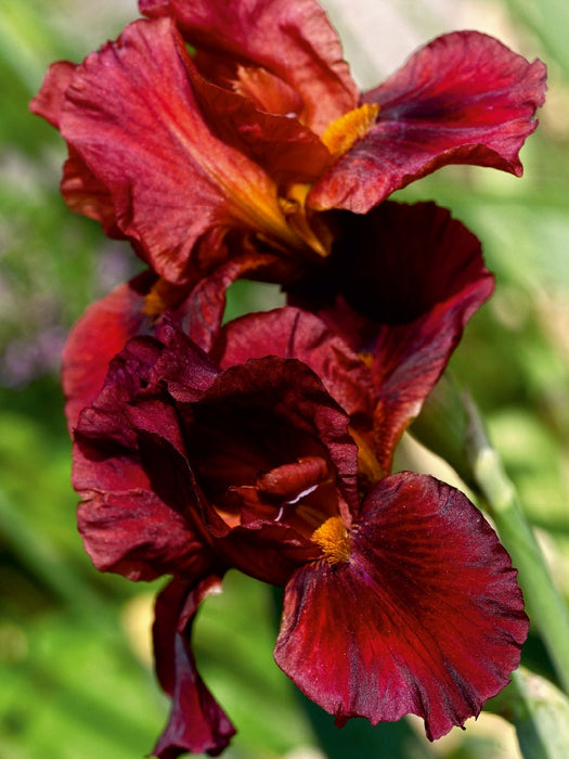 Traumhafte Iris Blüten - CALVENDO Foto-Puzzle - calvendoverlag 29.99