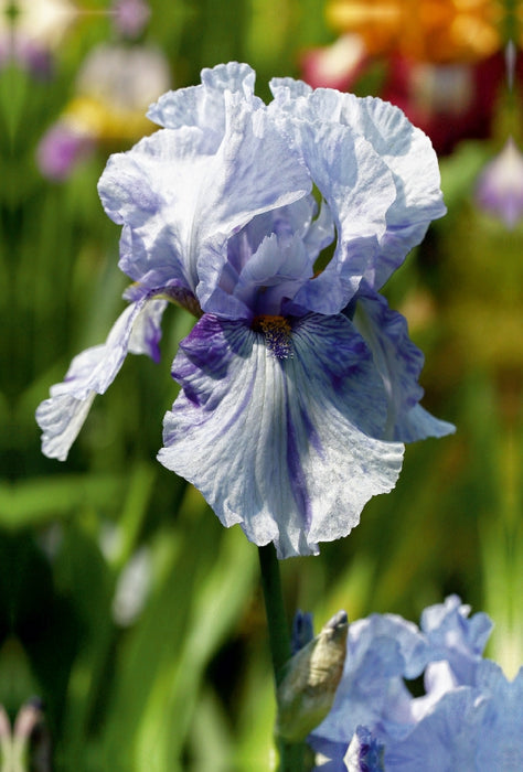 Premium Textil-Leinwand Premium Textil-Leinwand 80 cm x 120 cm  hoch Traumhafte Iris Blüten
