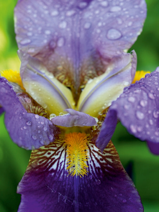 Traumhafte Iris Blüte - CALVENDO Foto-Puzzle - calvendoverlag 29.99