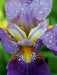 Traumhafte Iris Blüte - CALVENDO Foto-Puzzle - calvendoverlag 29.99