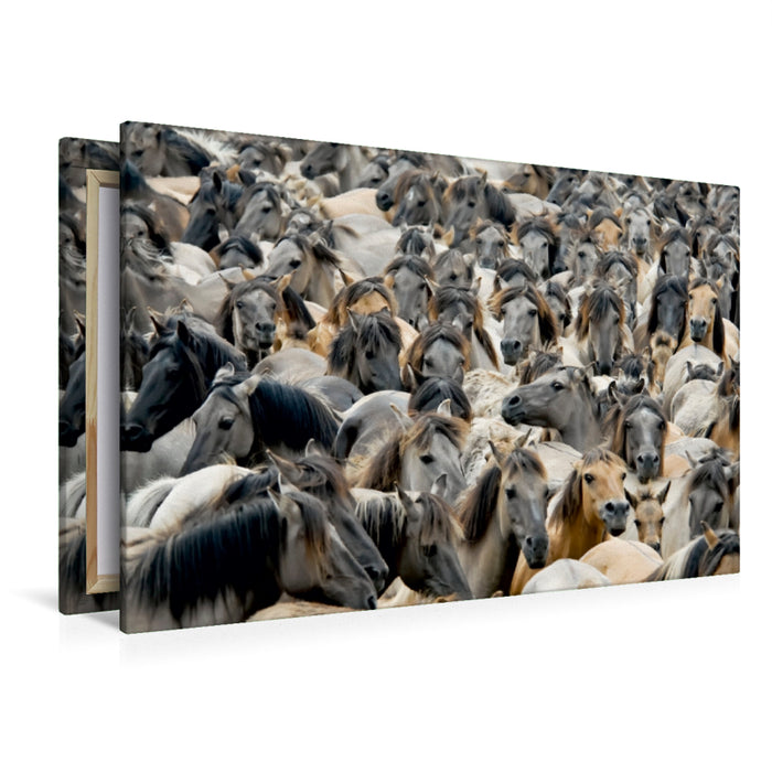 Premium Textil-Leinwand Premium Textil-Leinwand 120 cm x 80 cm quer Herde wildlebender Dülmener Ponys