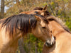 Henson Pferde sind besonders umgänglich - CALVENDO Foto-Puzzle - calvendoverlag 29.99