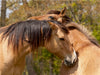 Henson Pferde sind besonders umgänglich - CALVENDO Foto-Puzzle - calvendoverlag 29.99