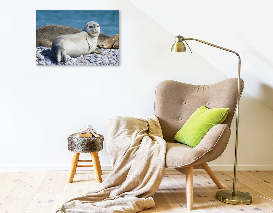 Premium Textil-Leinwand Premium Textil-Leinwand 75 cm x 50 cm quer Junger Seehund