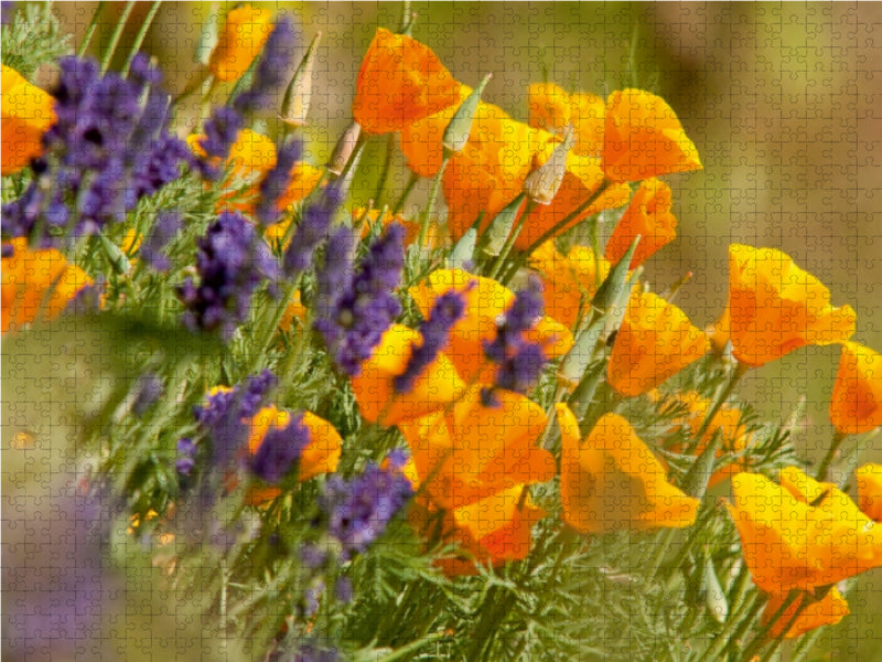 Lavendel und Goldmohn - CALVENDO Foto-Puzzle - calvendoverlag 29.99