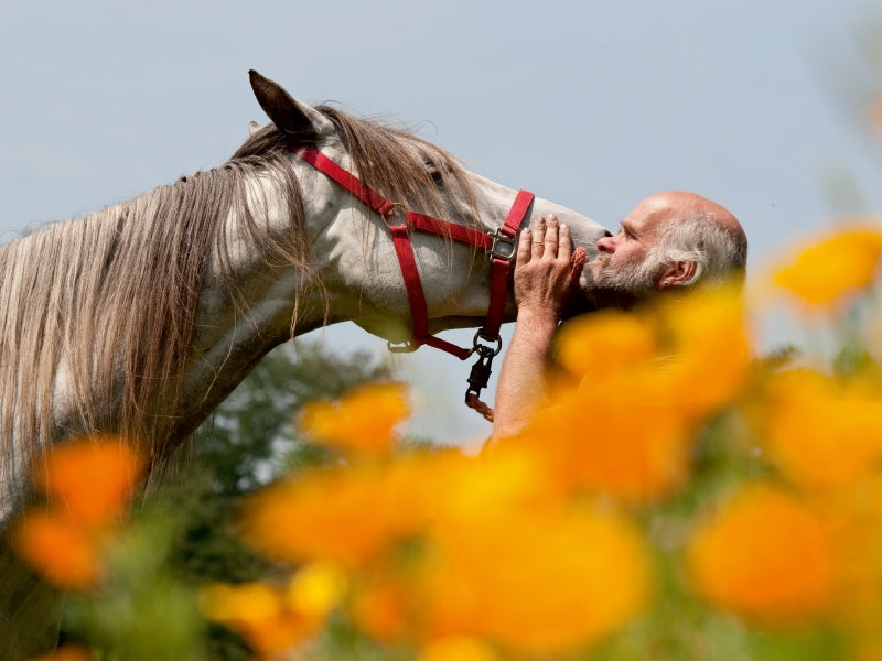 Pferd und Mensch in Harmonie - CALVENDO Foto-Puzzle - calvendoverlag 29.99