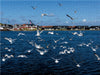 Hafen in Hvide Sande - CALVENDO Foto-Puzzle - calvendoverlag 29.99