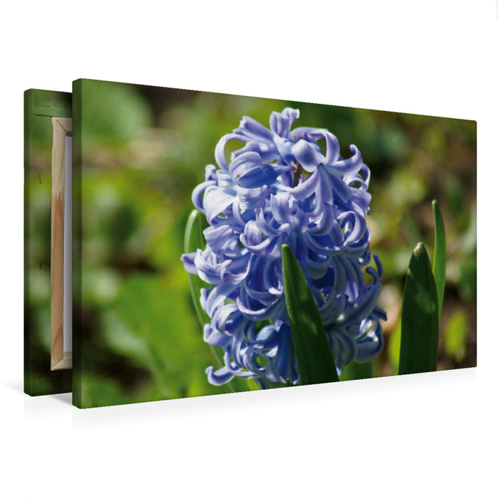 Premium Textil-Leinwand Premium Textil-Leinwand 75 cm x 50 cm quer Blaue Hyazinthe (Hyacinthus)