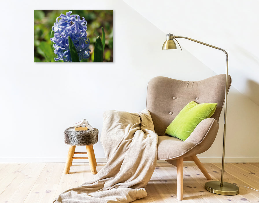 Premium Textil-Leinwand Premium Textil-Leinwand 75 cm x 50 cm quer Blaue Hyazinthe (Hyacinthus)