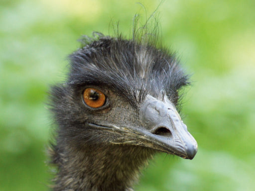 Emu (Dromaius) - CALVENDO Foto-Puzzle - calvendoverlag 29.99