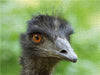 Emu (Dromaius) - CALVENDO Foto-Puzzle - calvendoverlag 29.99