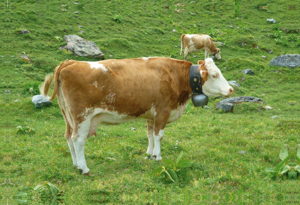 Toile textile premium Toile textile premium 75 cm x 50 cm paysage Vaches sur l'alpage suisse
