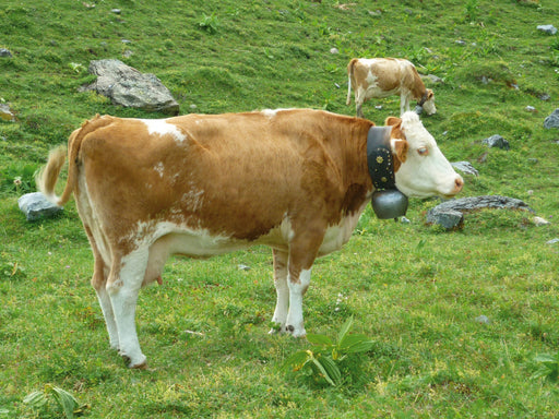 Kühe auf der schweizer Alm - CALVENDO Foto-Puzzle - calvendoverlag 29.99