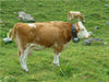 Kühe auf der schweizer Alm - CALVENDO Foto-Puzzle - calvendoverlag 29.99