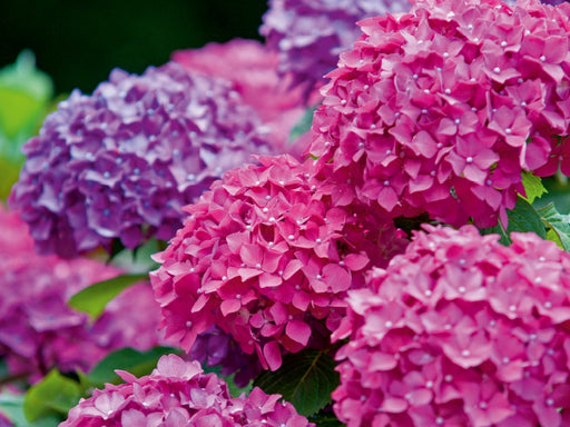 Gartenhortensie (Hydrangea macrophylla) - CALVENDO Foto-Puzzle - calvendoverlag 29.99